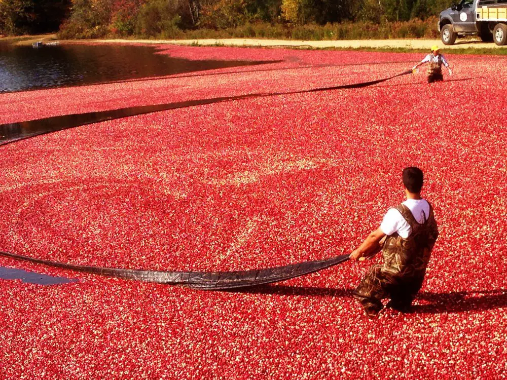 Warrens, Wisconsin      Cranberry Festival                       The world’s largest         cranberry festival!