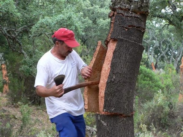 The Interesting Story of Where Cork Comes From